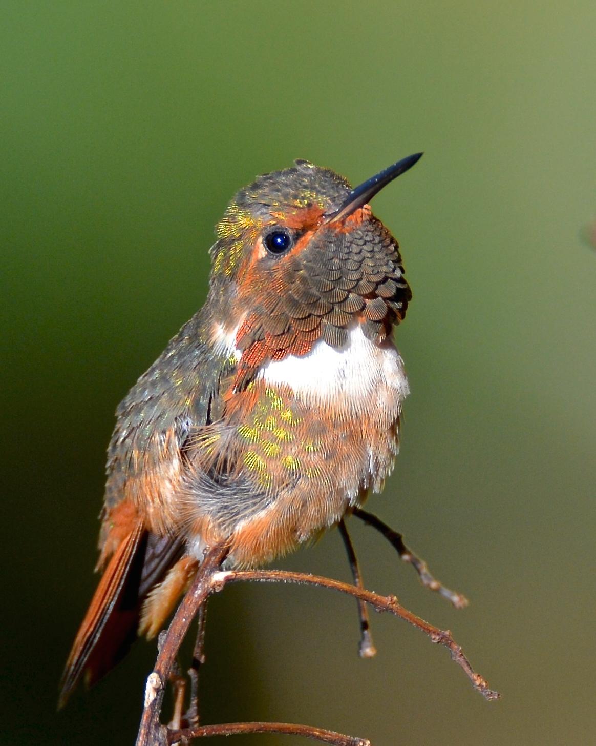 Scintillant Hummingbird Photo by Gerald Friesen