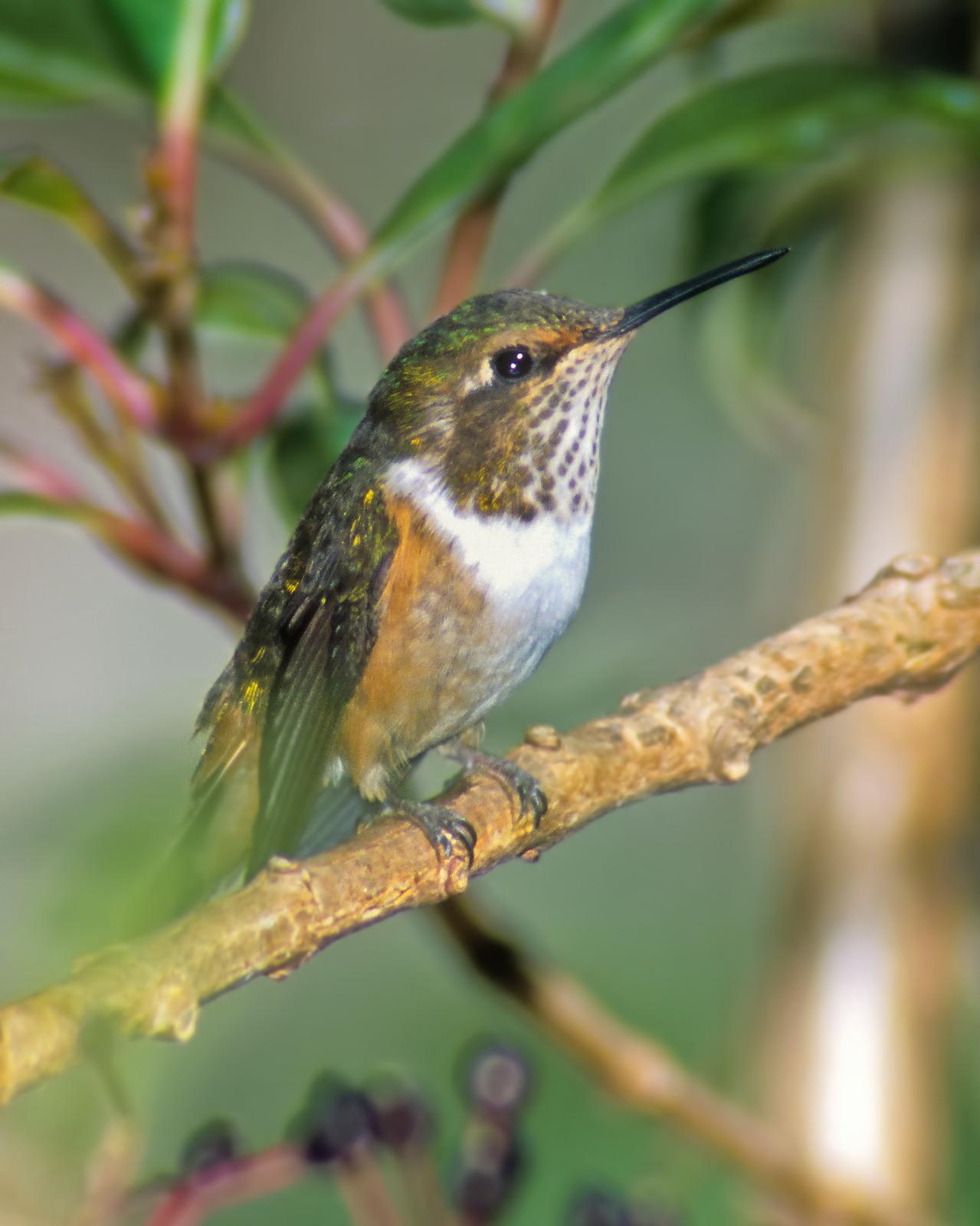 Scintillant Hummingbird Photo by Dan Brown