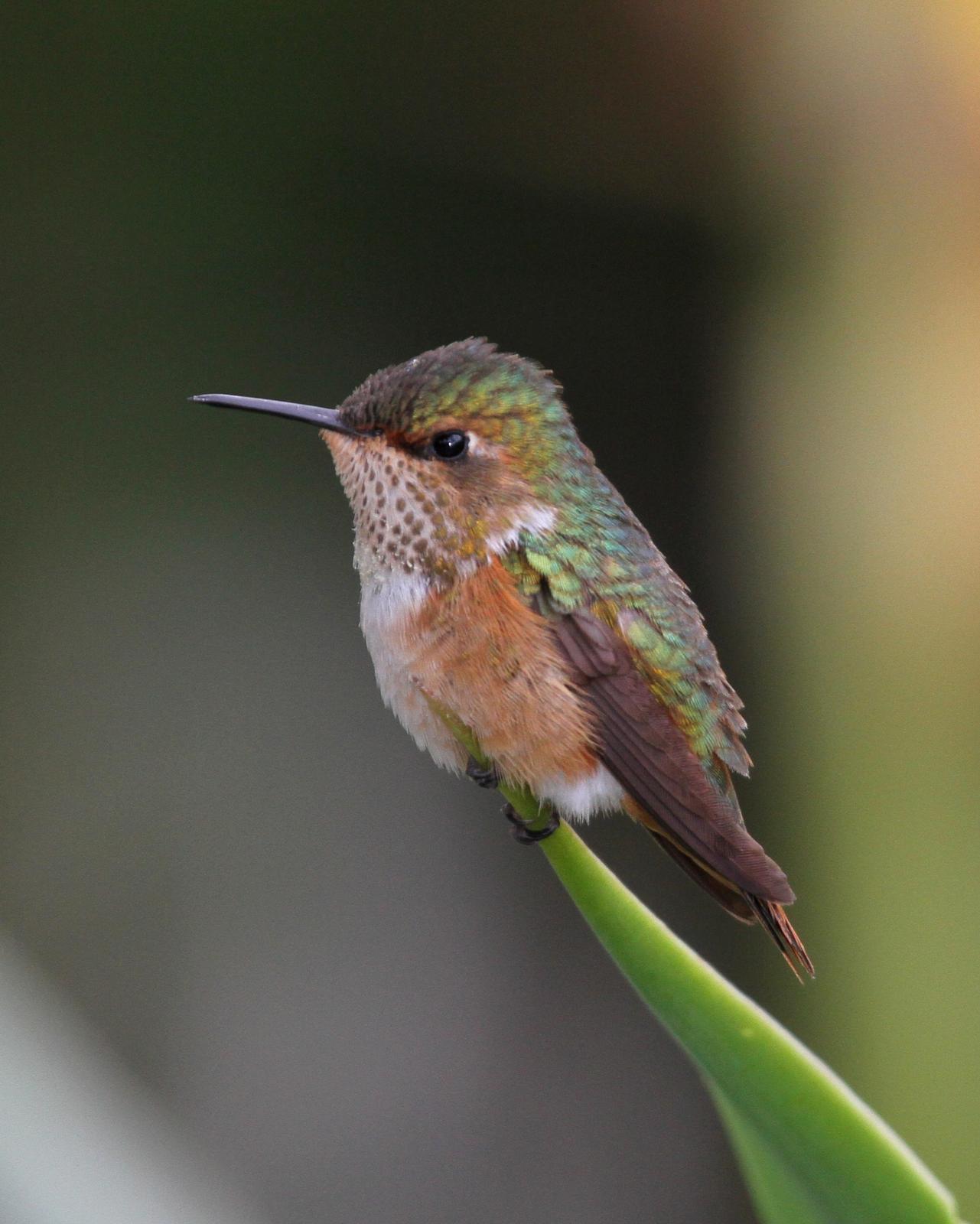 Scintillant Hummingbird Photo by Matthew Grube
