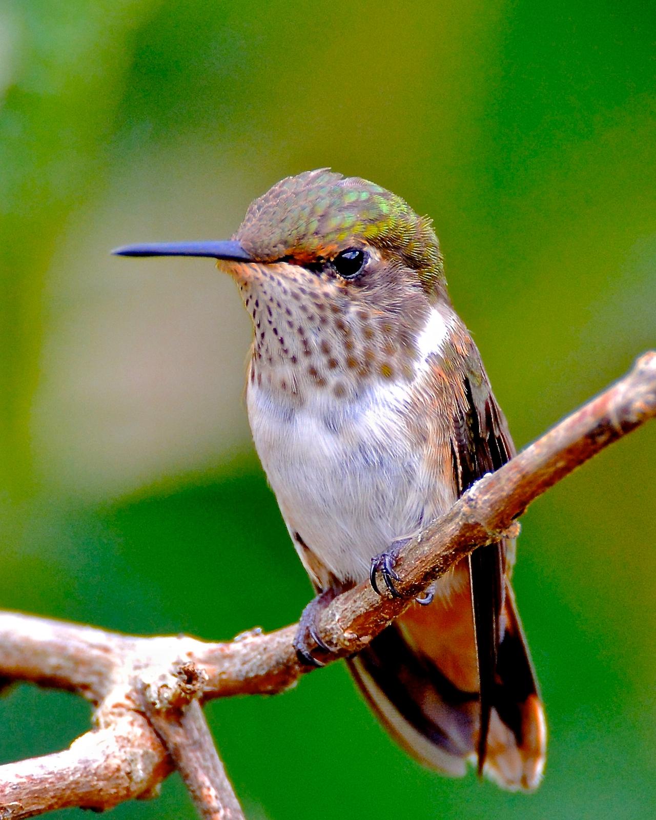 Scintillant Hummingbird Photo by Gerald Friesen