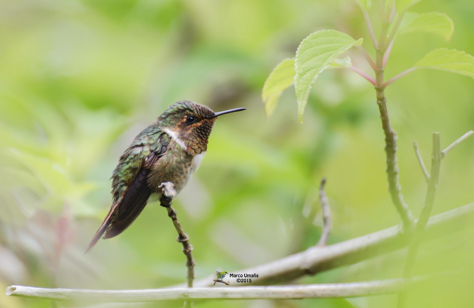Scintillant Hummingbird Photo by Marco Umana