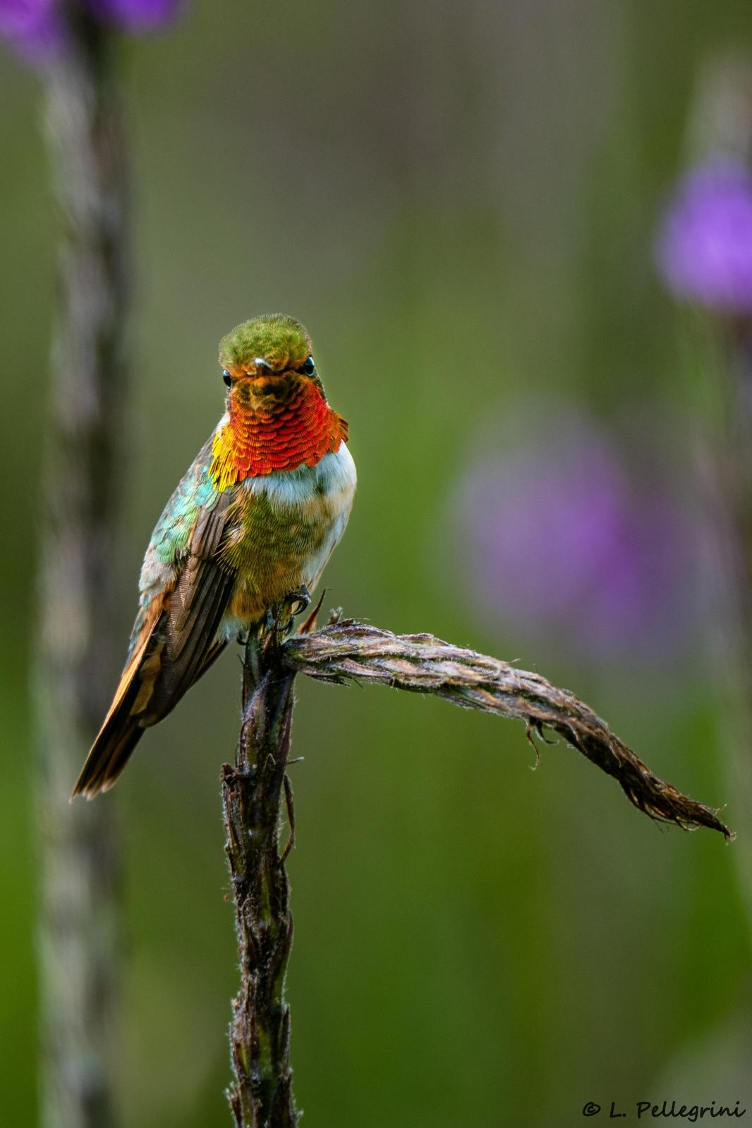 Scintillant Hummingbird Photo by Laurence Pellegrini