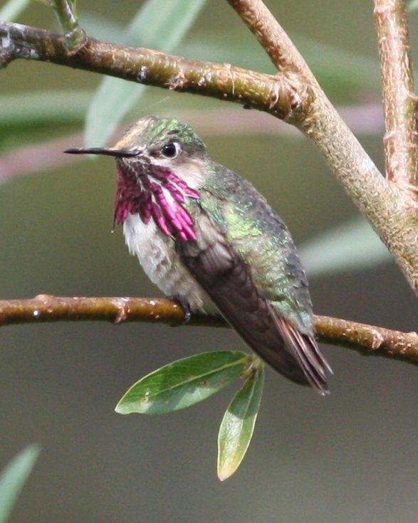 Calliope Hummingbird Photo by Andrew Core