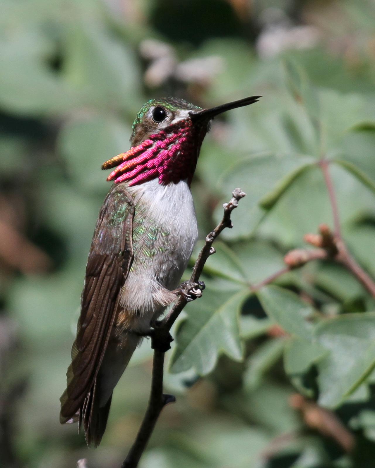 Calliope Hummingbird Photo by Matthew Grube