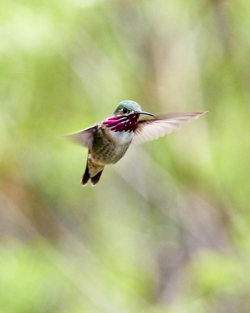 Calliope Hummingbird Photo by Dylan Hopkins