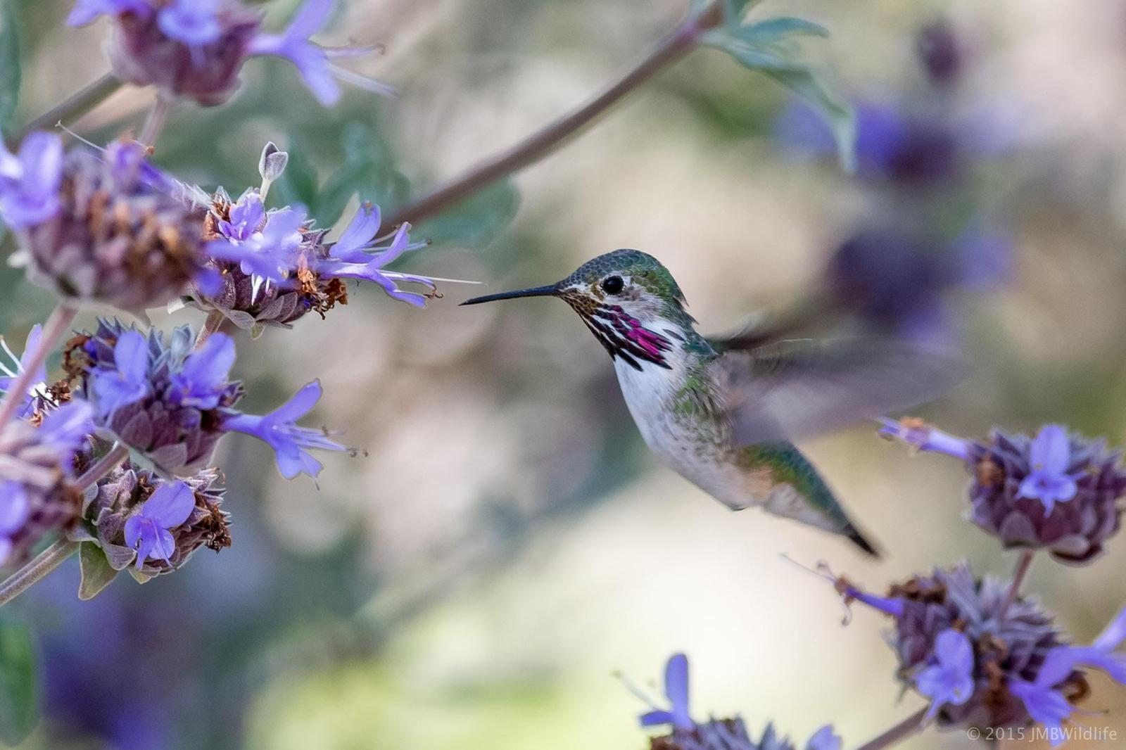 Calliope Hummingbird Photo by Jeff Bray