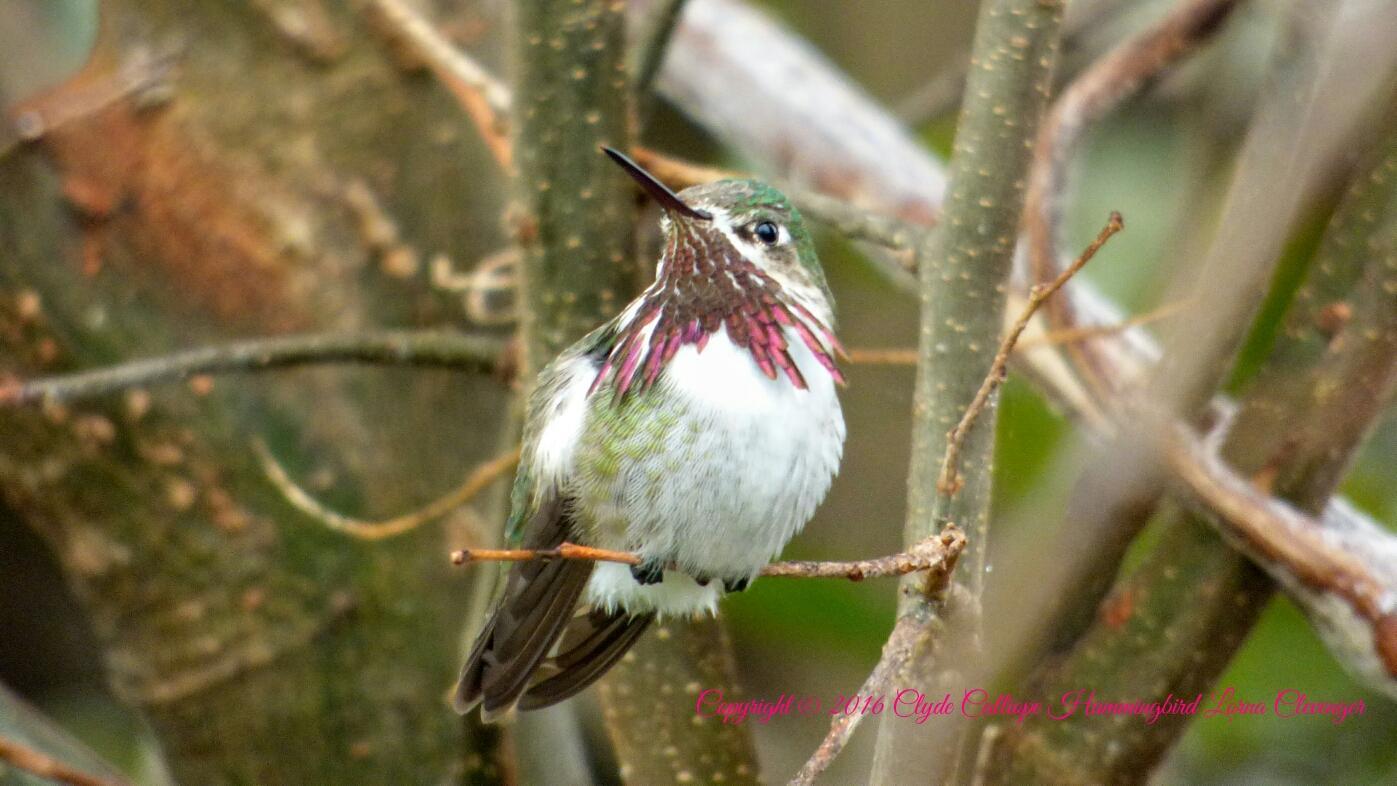 Calliope Hummingbird Photo by Lorna Clevenger