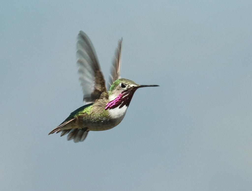 Calliope Hummingbird Photo by Vicki Miller
