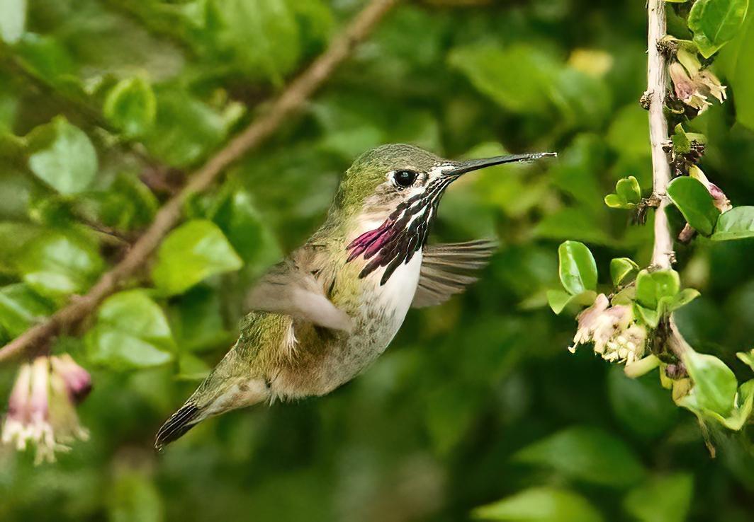 Calliope Hummingbird Photo by Brian Avent
