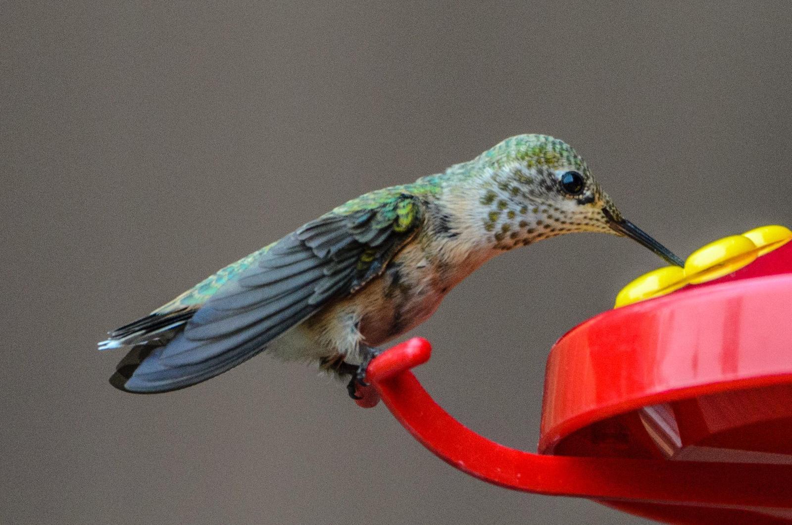 Calliope Hummingbird Photo by Scott Yerges
