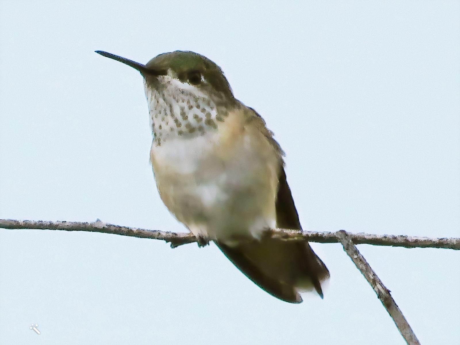 Calliope Hummingbird Photo by Bob Neugebauer