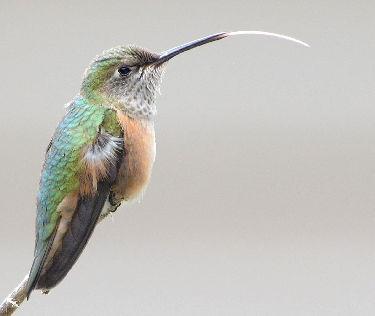 Calliope Hummingbird Photo by Steven Mlodinow