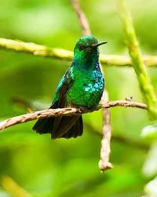 Blue-tailed Emerald Photo by Francesco Veronesi