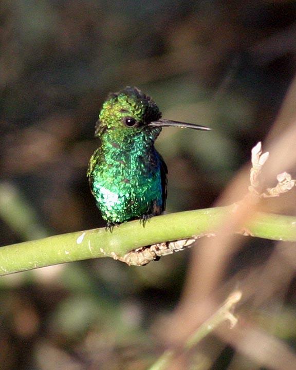 Blue-tailed Emerald Photo by Peter Boesman