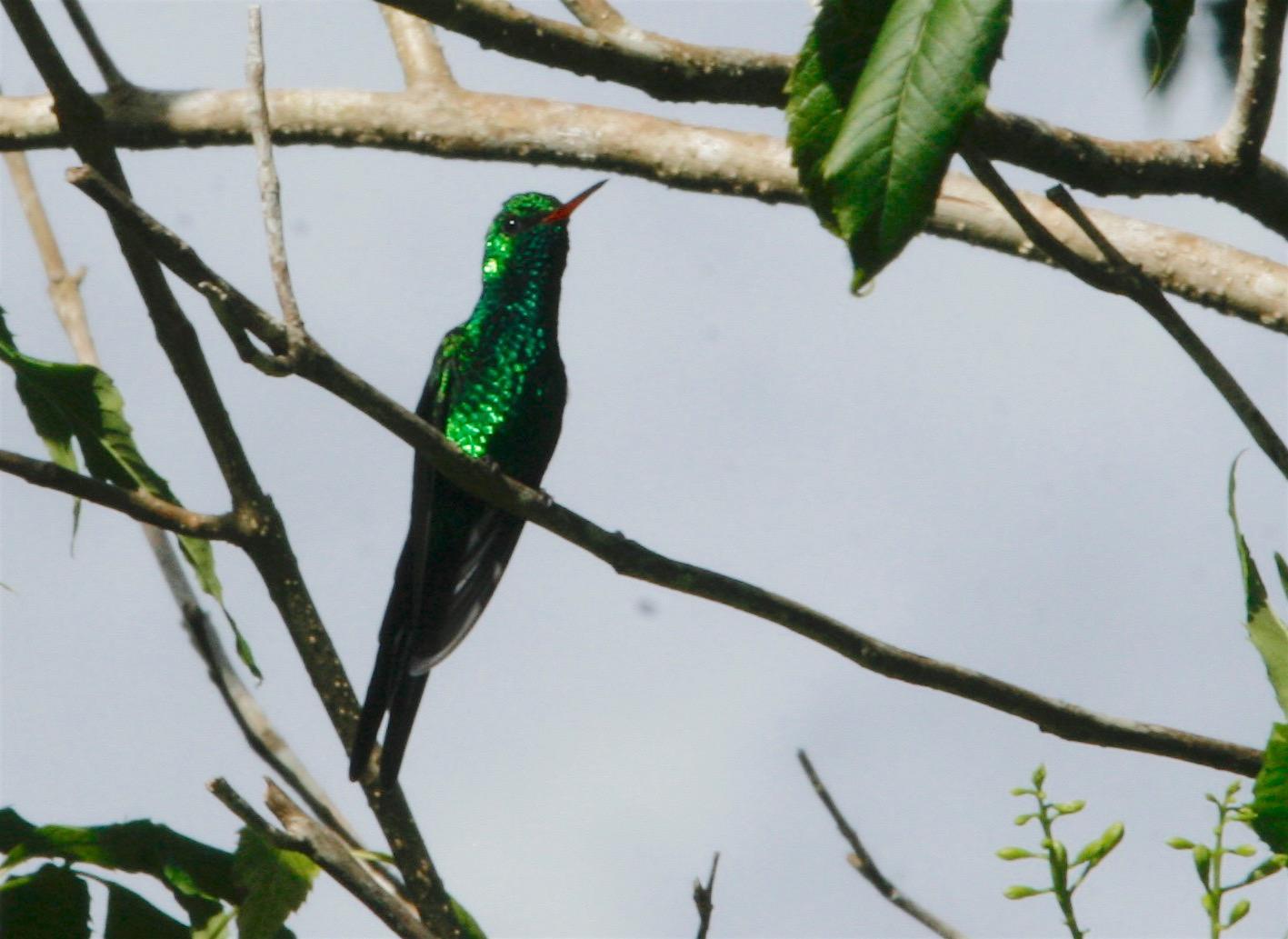 Cozumel Emerald Photo by Oscar Johnson