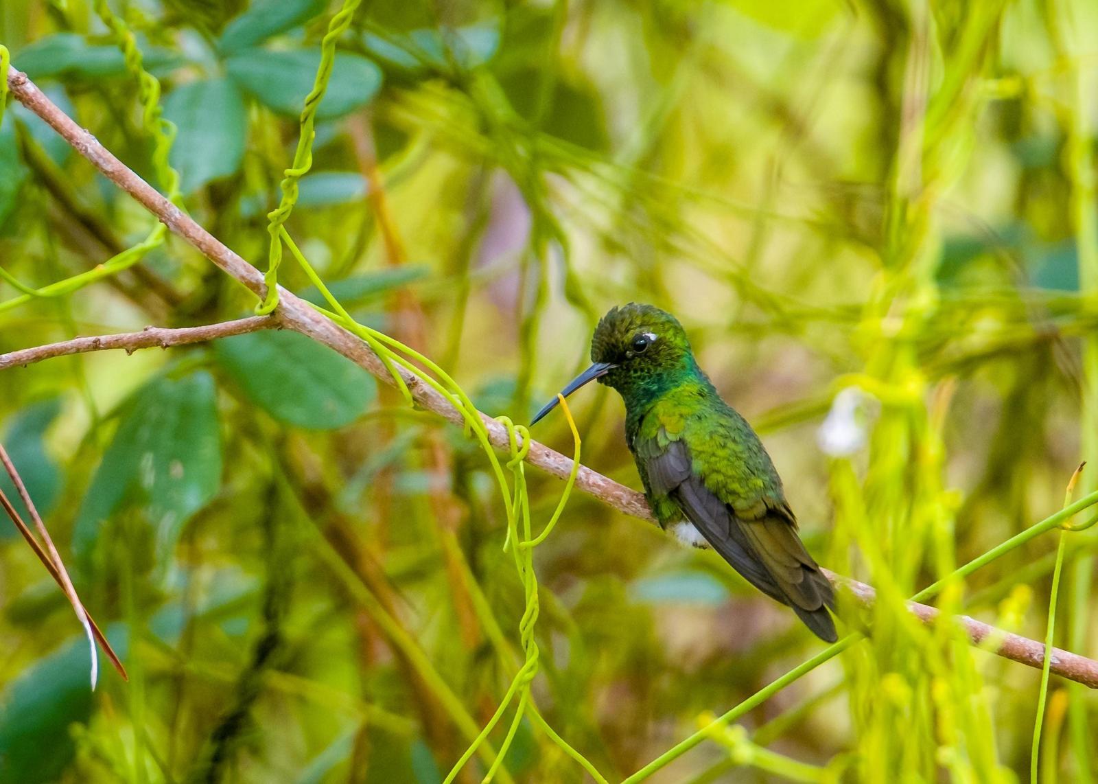 Cuban Emerald Photo by Michael Wile