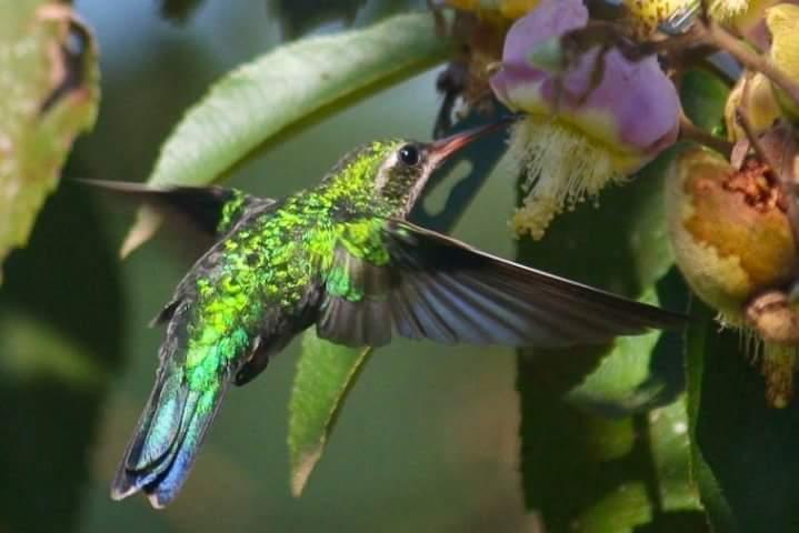 Glittering-bellied Emerald Photo by Zé Edu Camargo