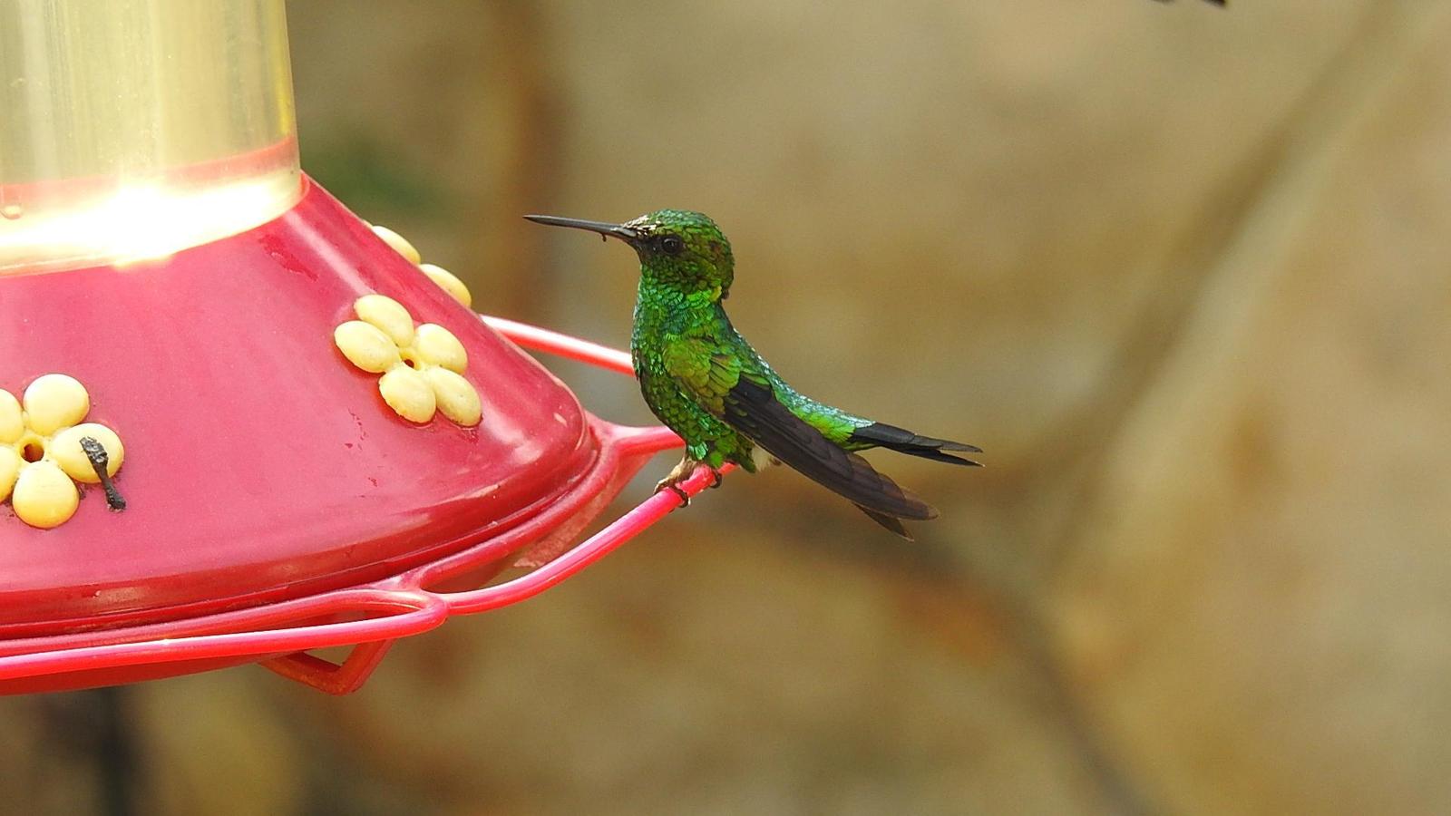Short-tailed Emerald Photo by Julio Delgado