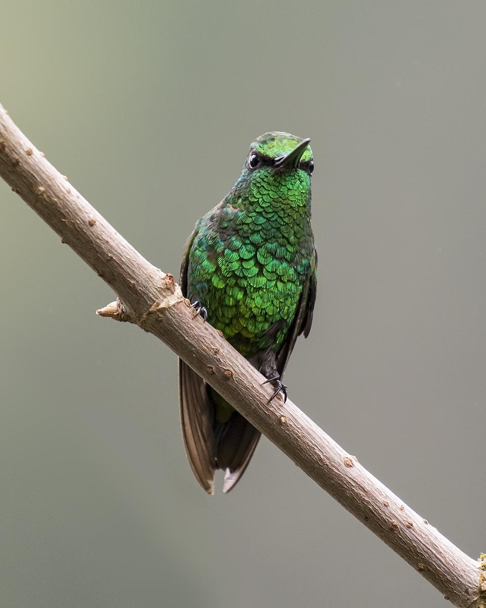Short-tailed Emerald Photo by Peter Hawrylyshyn