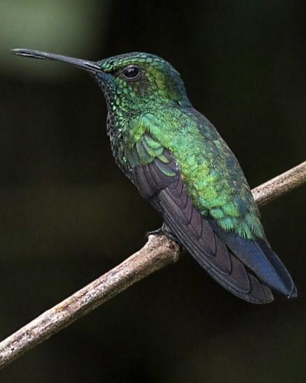 Blue-chinned Sapphire Photo by Michel Giraud-Audine