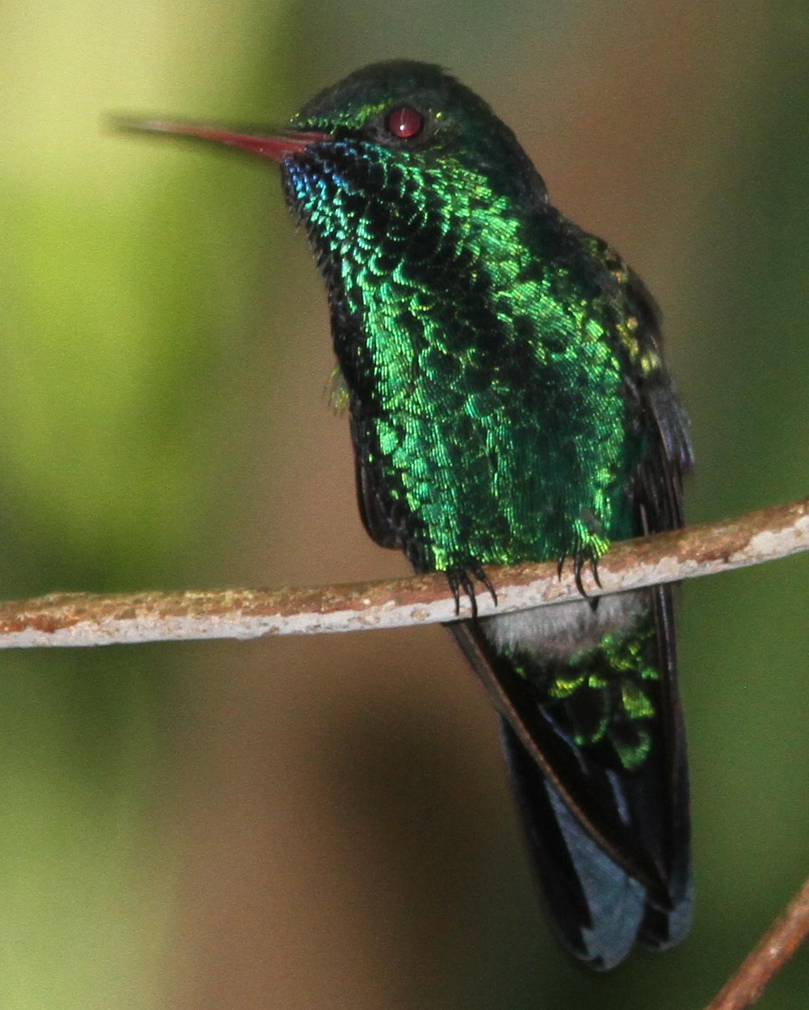 Blue-chinned Sapphire Photo by Marcelo Padua