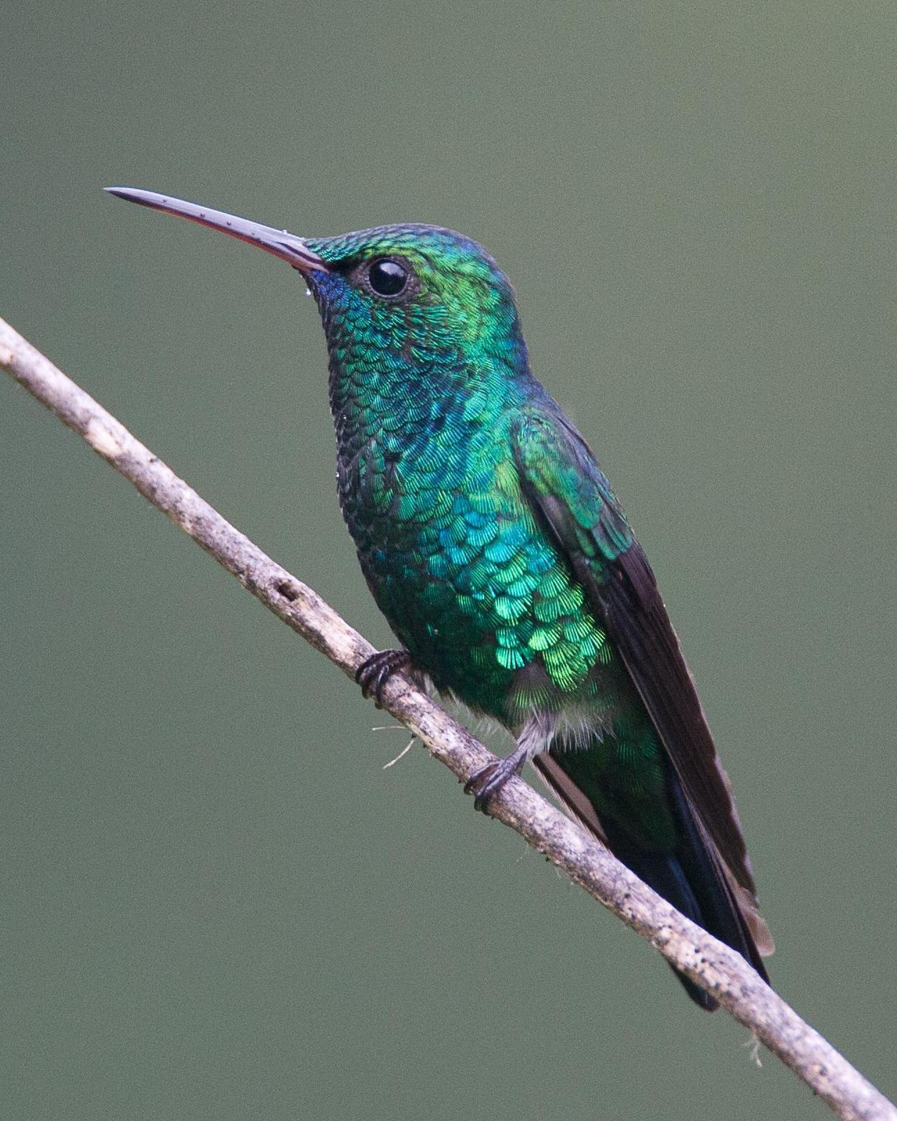 Blue-chinned Sapphire Photo by Robert Lewis