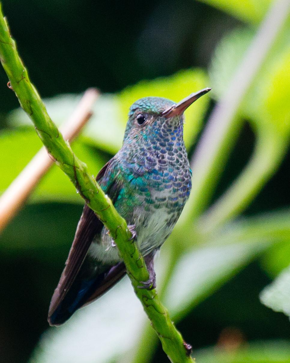 Blue-chinned Sapphire Photo by Robert Lewis
