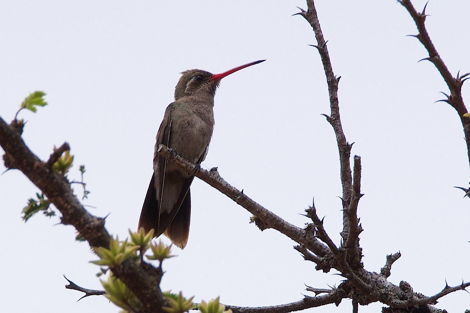 Dusky Hummingbird Photo by Gerald Hoekstra