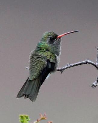 Dusky Hummingbird Photo by Michael L. P. Retter