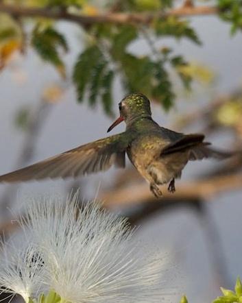 Dusky Hummingbird Photo by Matthew Brady