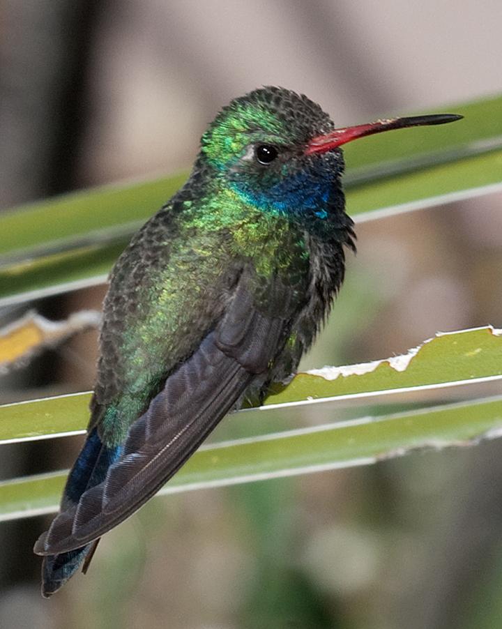 Broad-billed Hummingbird Photo by Robert Behrstock