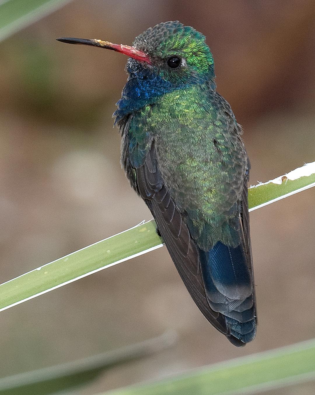 Broad-billed Hummingbird Photo by Robert Behrstock