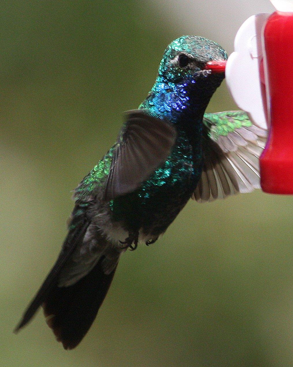 Broad-billed Hummingbird Photo by Andrew Core