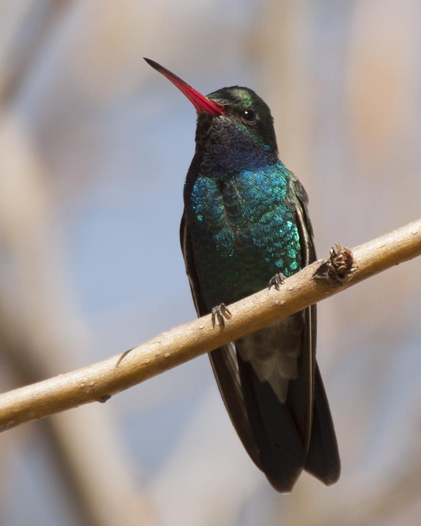 Broad-billed Hummingbird Photo by Jeff Moore