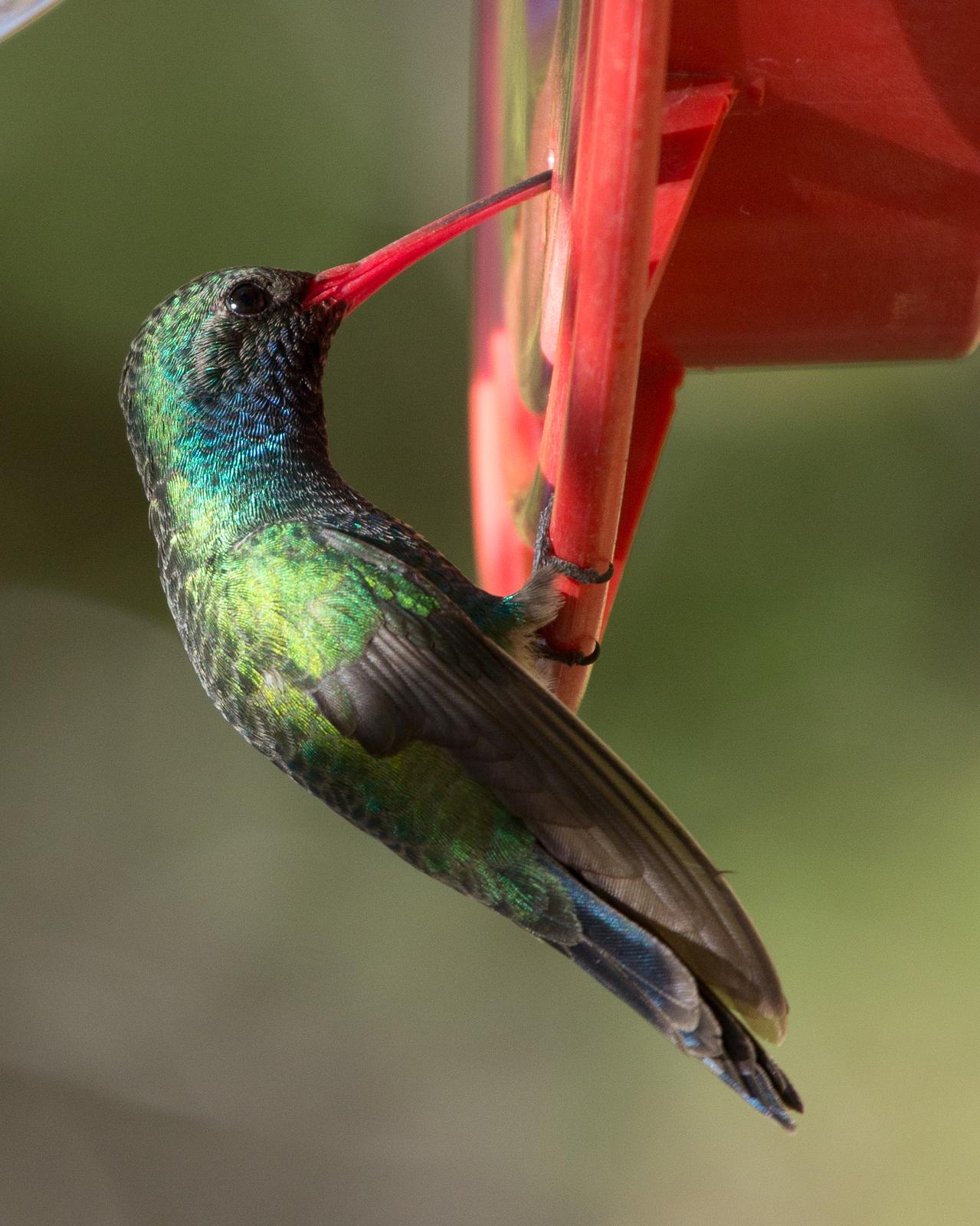 Broad-billed Hummingbird Photo by Anita Strawn de Ojeda