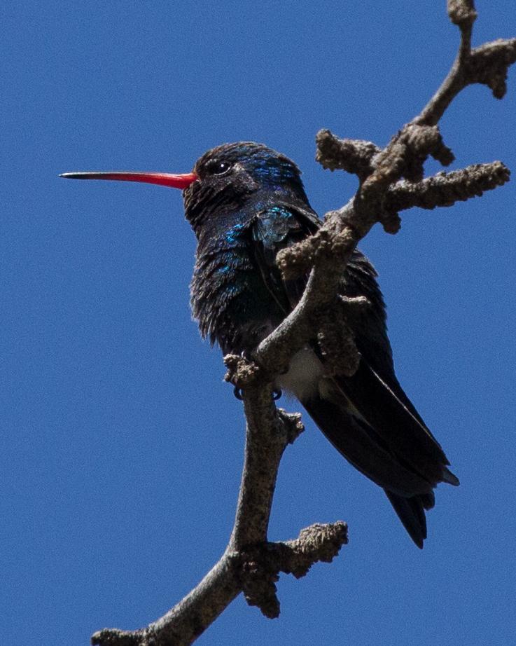 Broad-billed Hummingbird Photo by Anita Strawn de Ojeda
