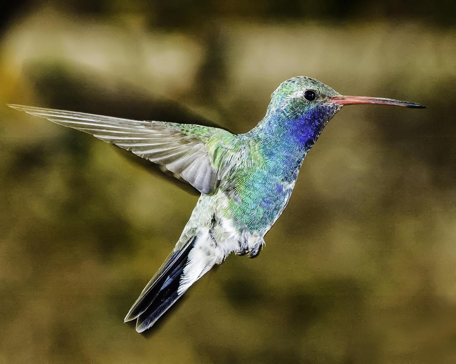 Broad-billed Hummingbird Photo by Mason Rose