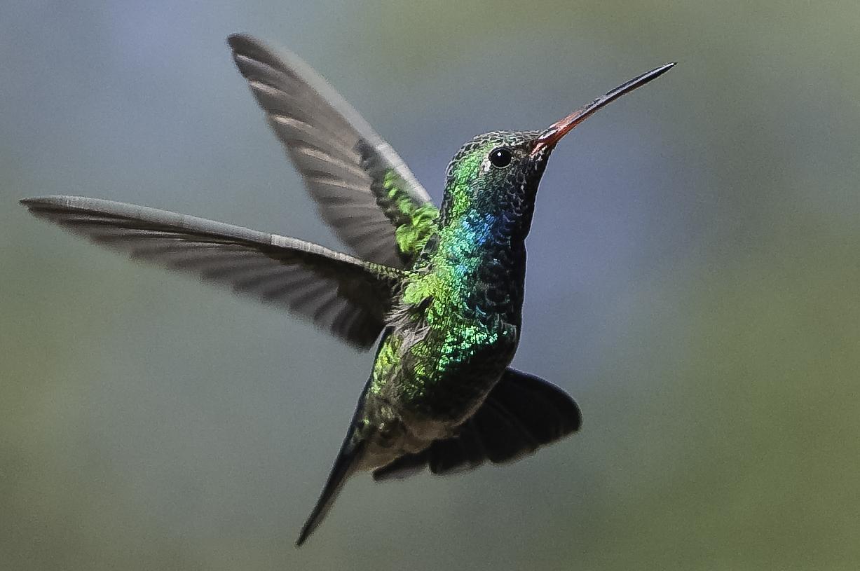 Broad-billed Hummingbird Photo by Mason Rose