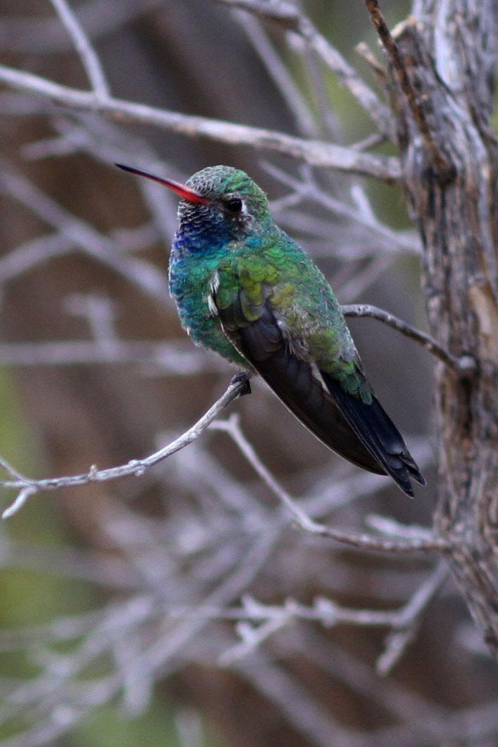 Broad-billed Hummingbird Photo by David Sarkozi