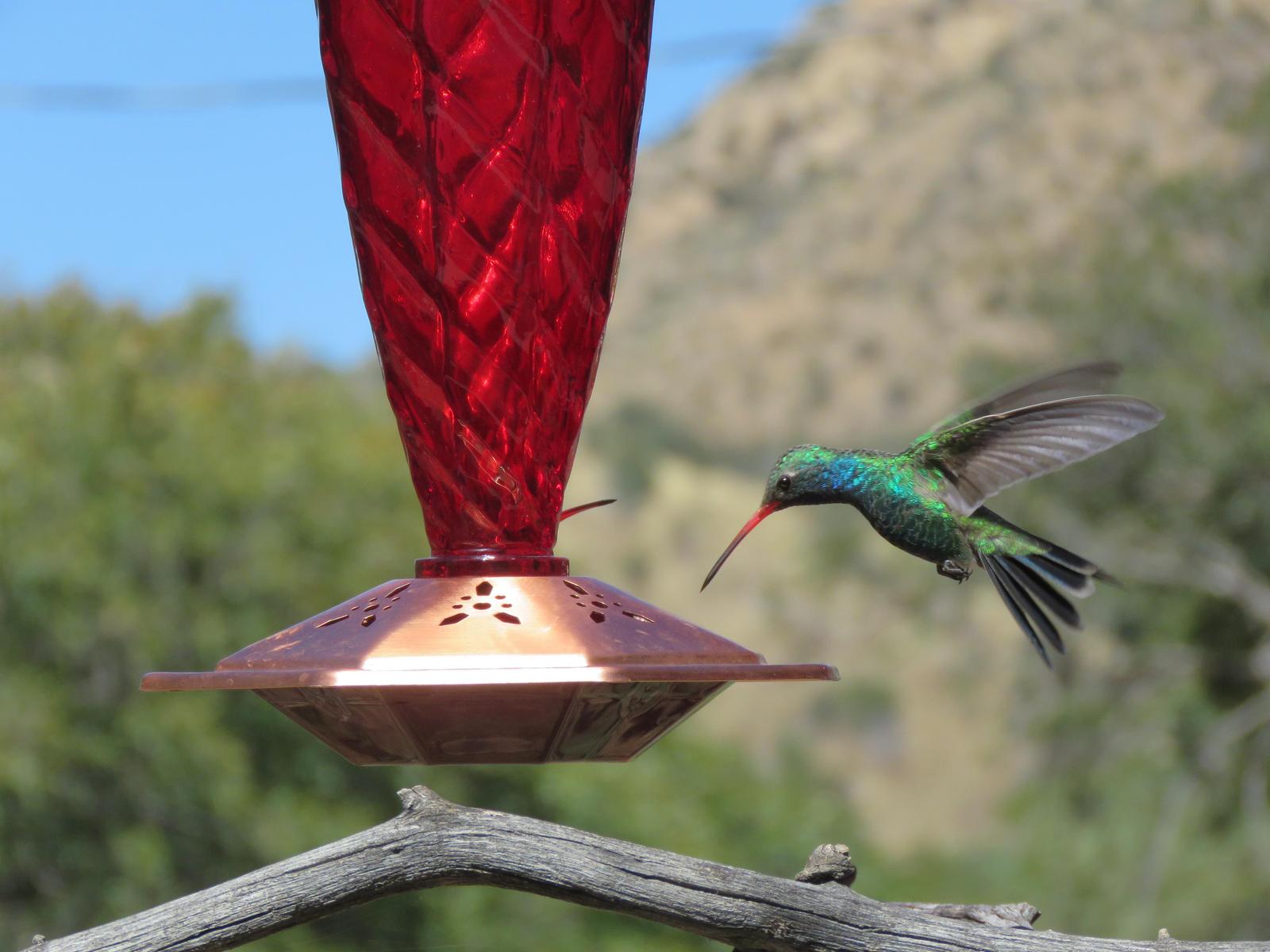 Broad-billed Hummingbird Photo by Nolan Keyes