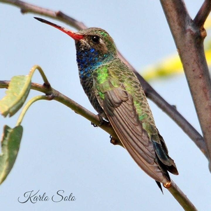 Broad-billed Hummingbird Photo by Karlo Antonio Soto Huerta
