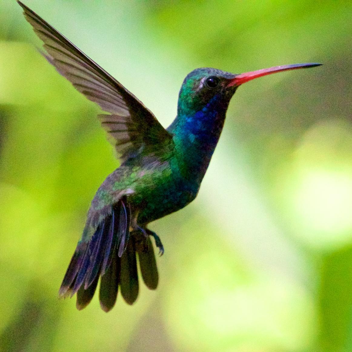Broad-billed Hummingbird Photo by Ed Harper