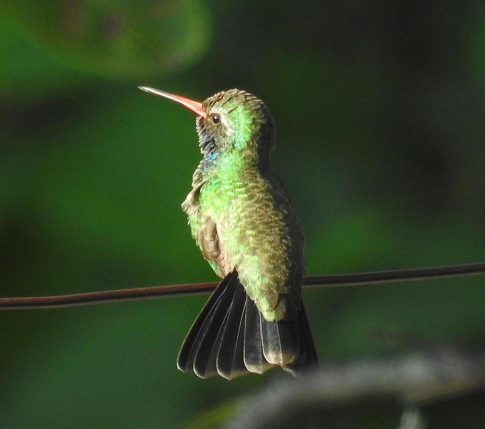 Broad-billed Hummingbird Photo by Alejandra Perez