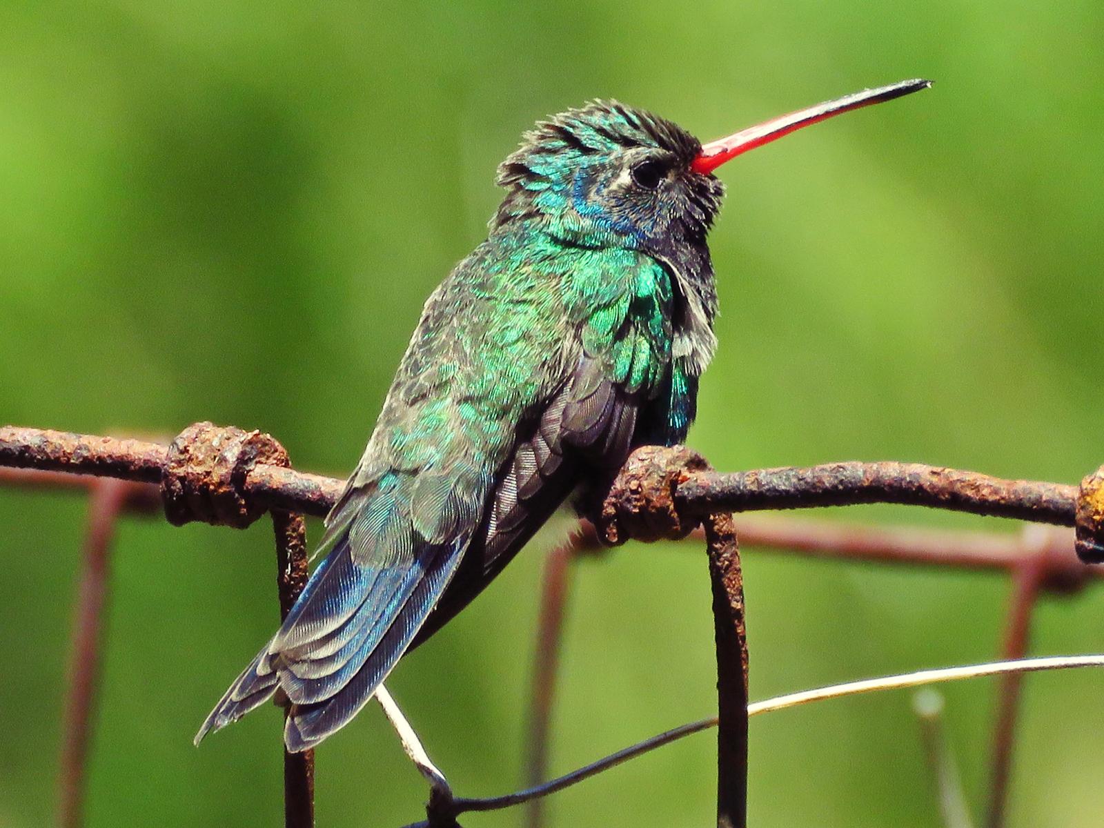 Broad-billed Hummingbird Photo by Bob Neugebauer