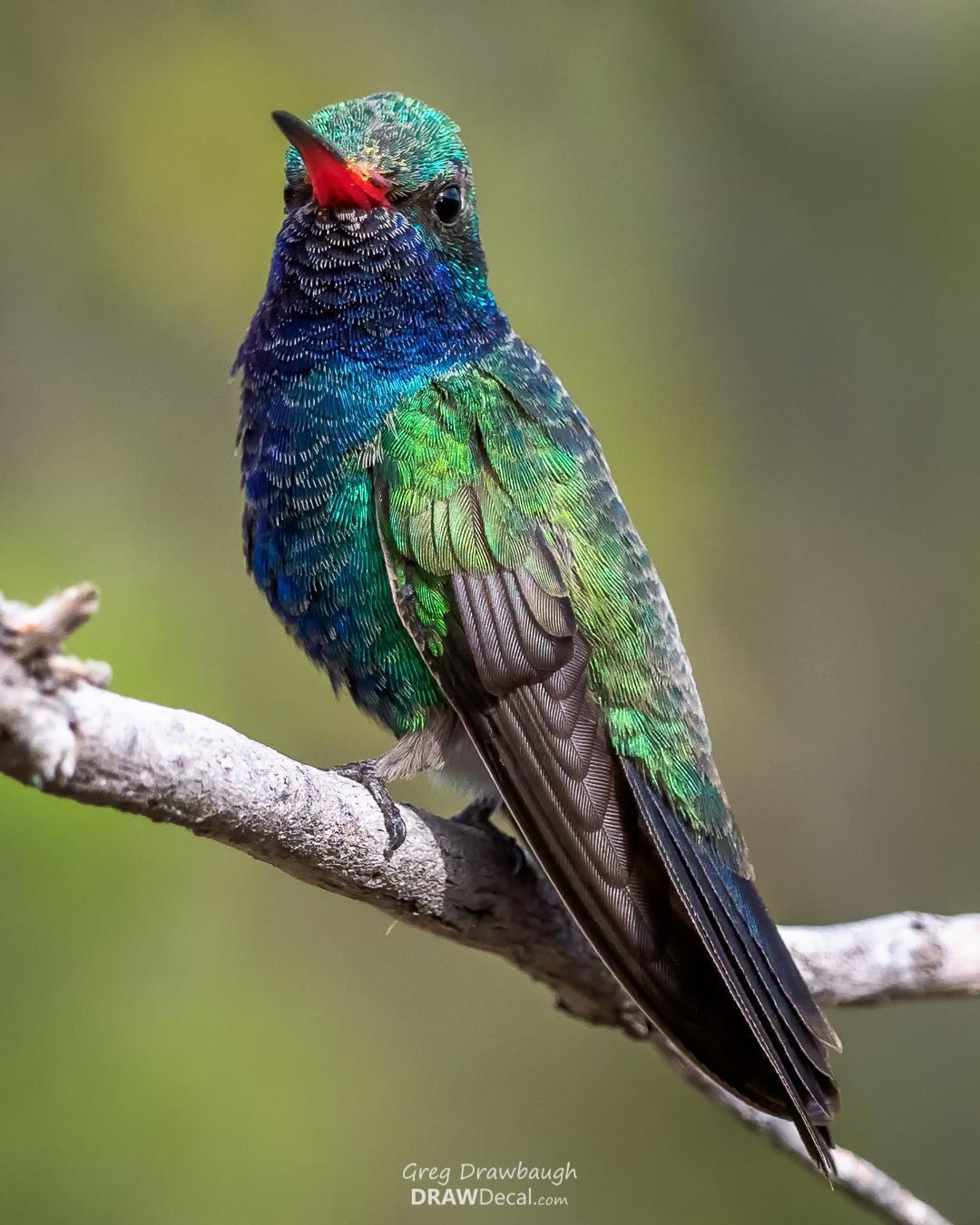 Broad-billed Hummingbird Photo by Greg Drawbaugh