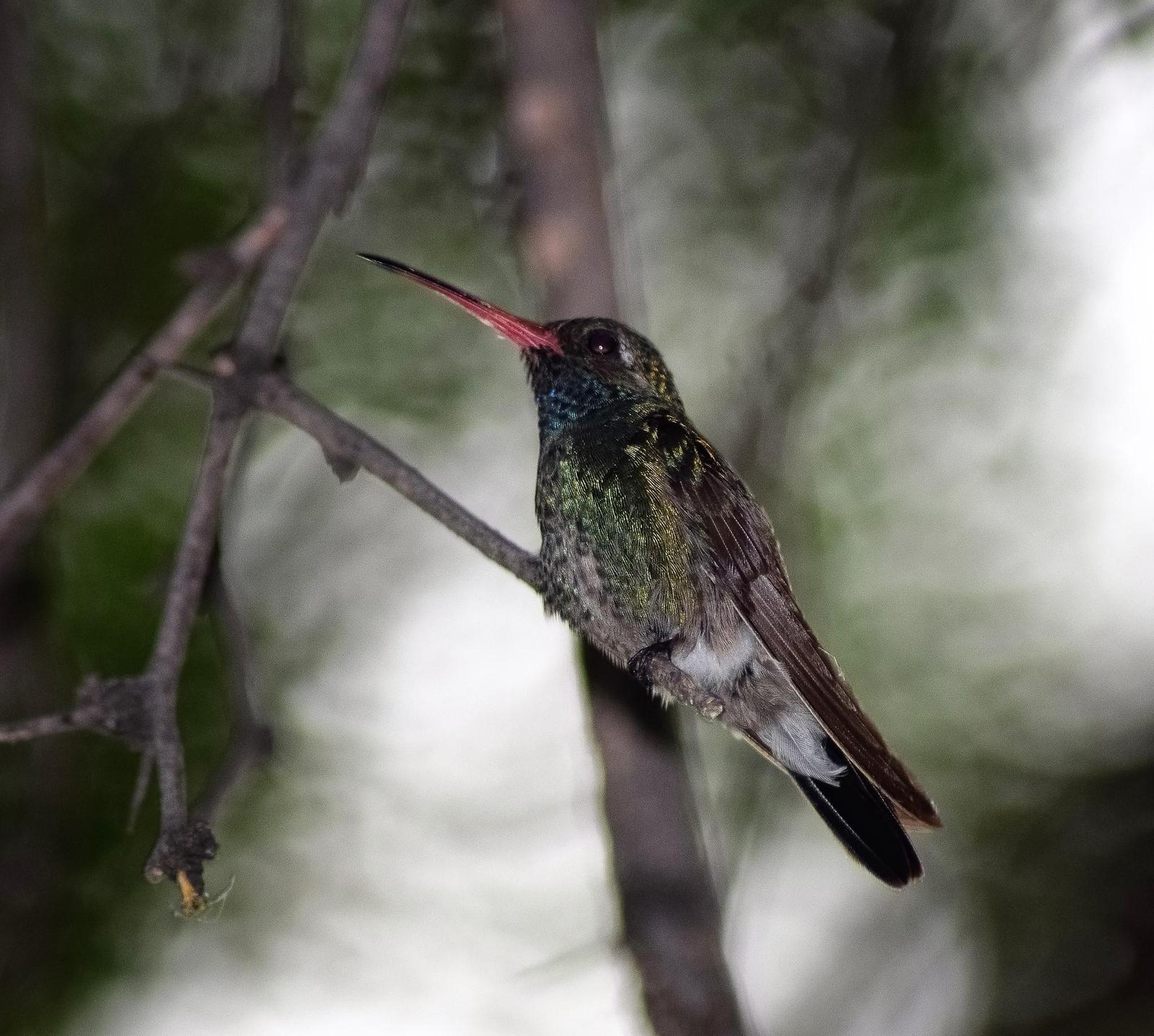 Broad-billed Hummingbird Photo by Laura A. Martínez Cantú