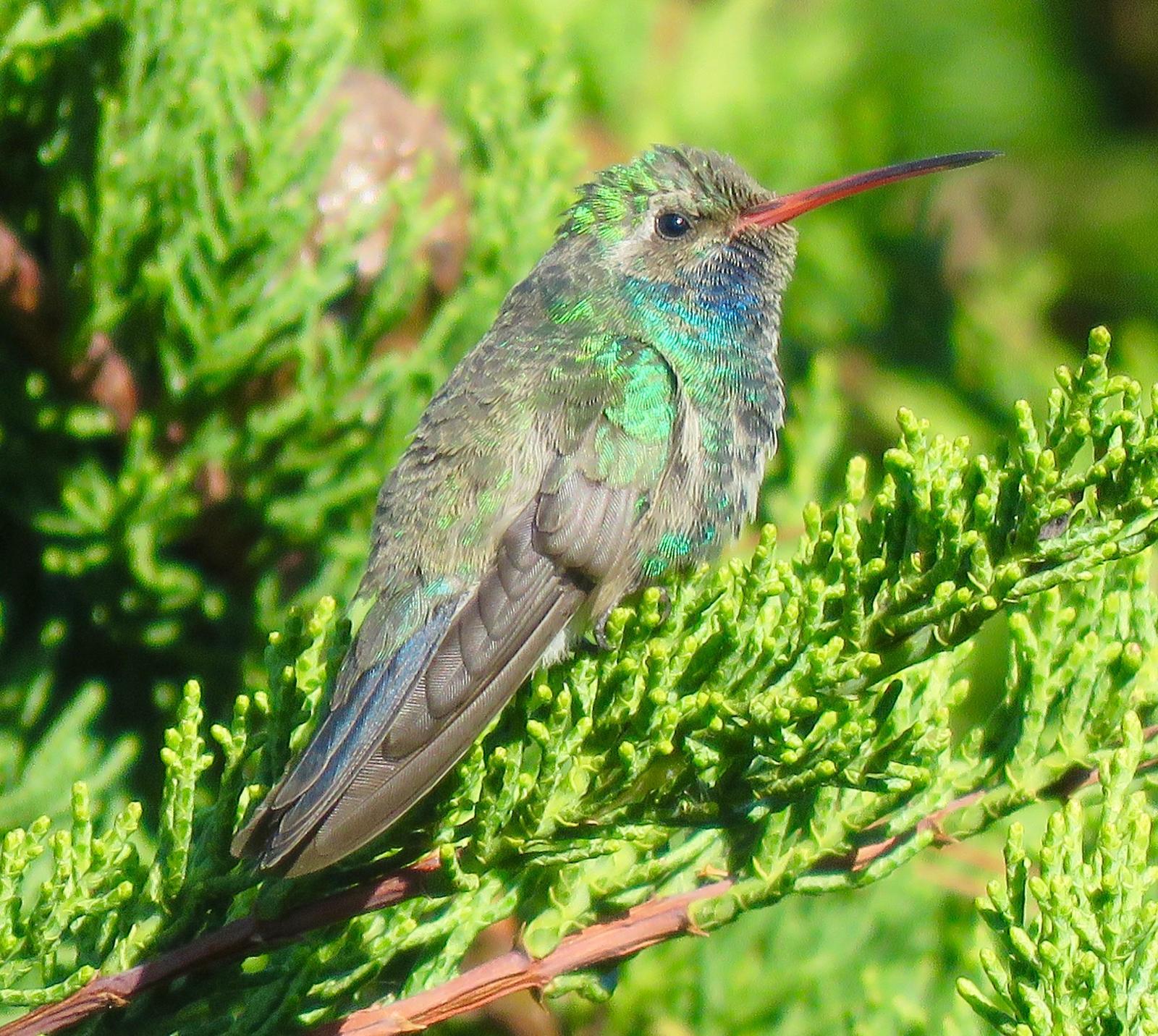 Broad-billed Hummingbird Photo by Don Glasco