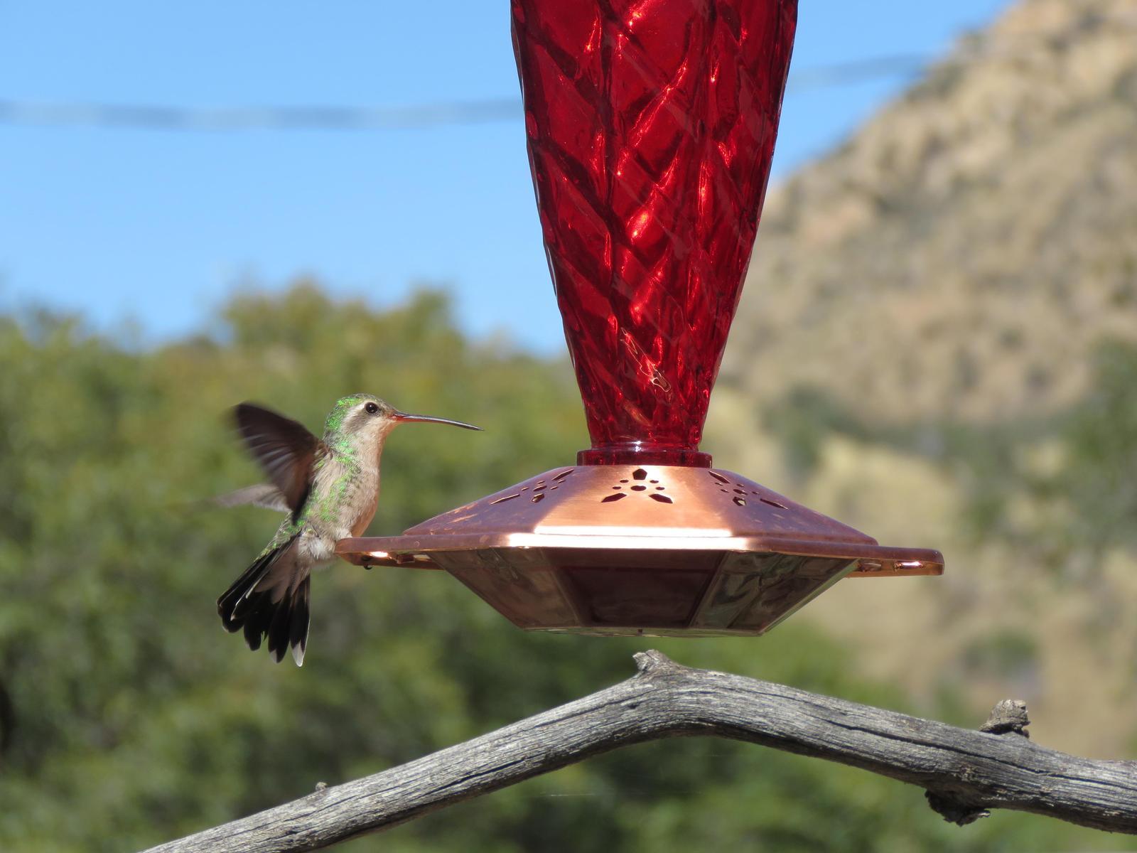 Broad-billed Hummingbird Photo by Nolan Keyes