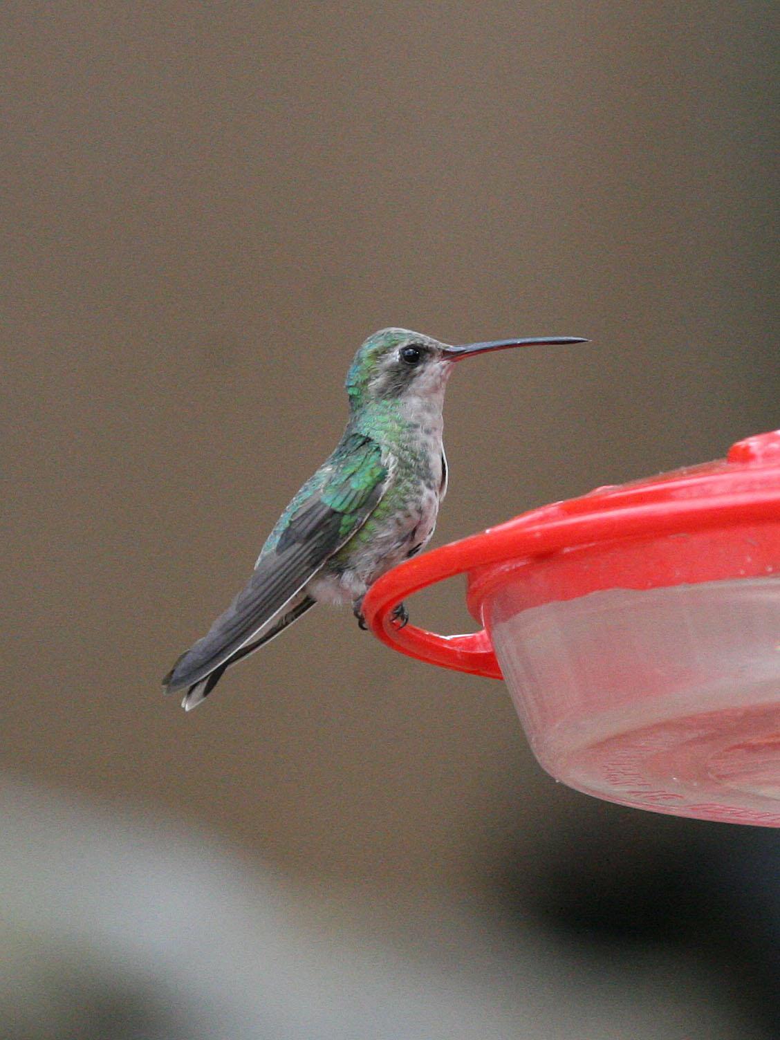 Broad-billed Hummingbird Photo by David Sarkozi