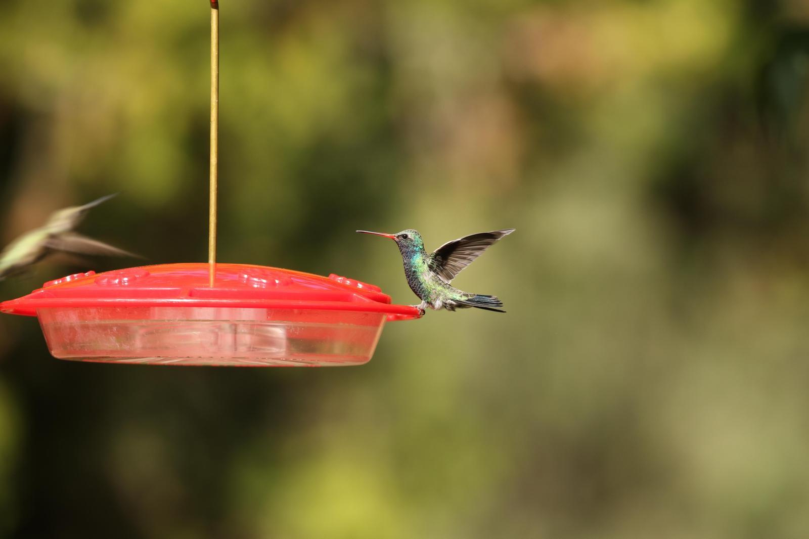Broad-billed Hummingbird Photo by Kristy Baker
